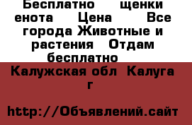 Бесплатно !!! щенки енота!! › Цена ­ 1 - Все города Животные и растения » Отдам бесплатно   . Калужская обл.,Калуга г.